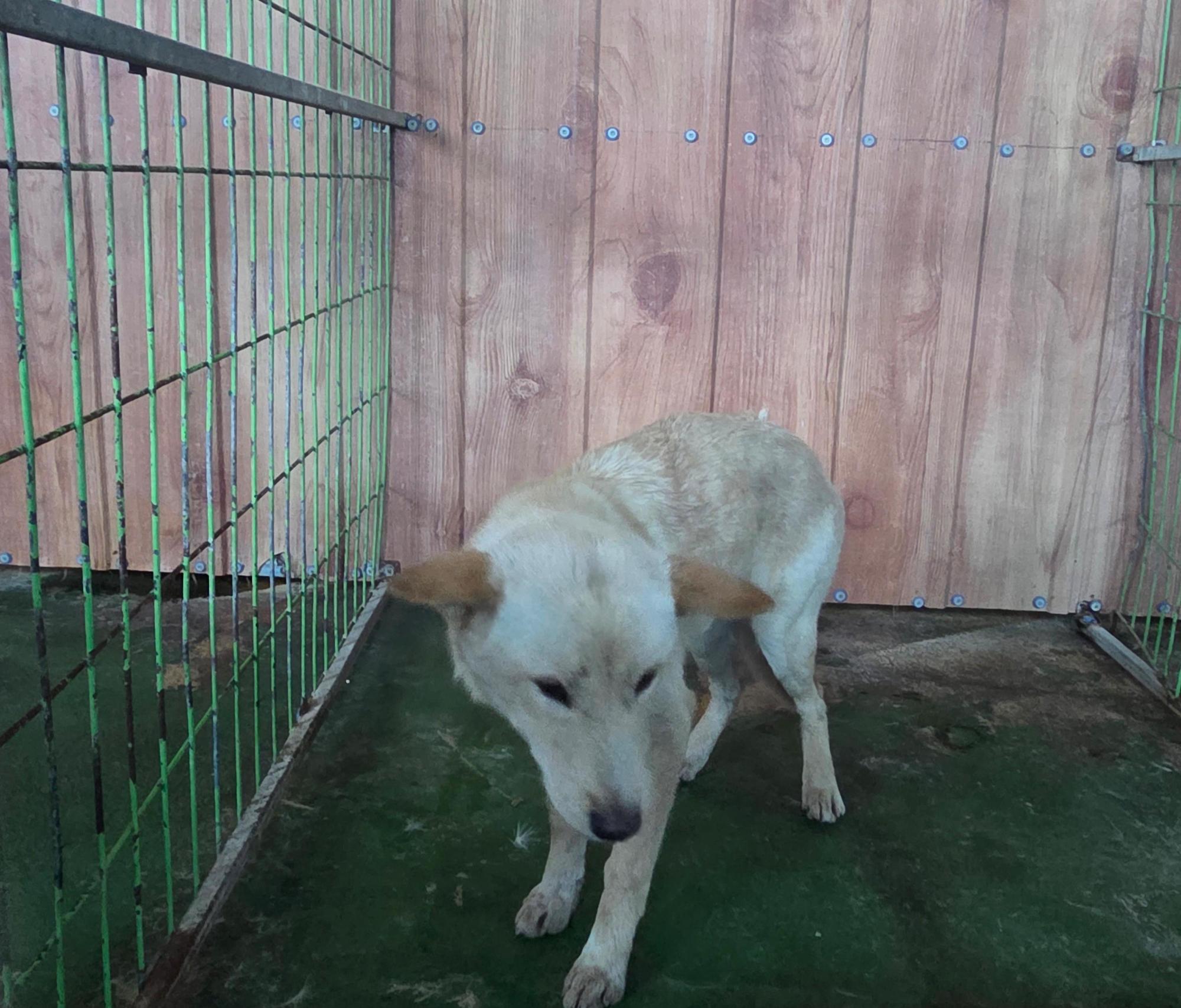 보호중 믹스견의 가…